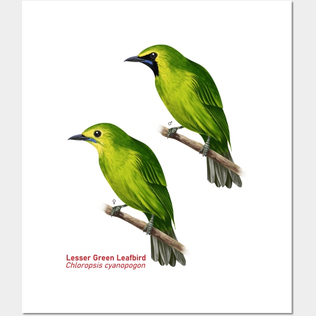 Lesser Green Leafbird | Chloropsis cyanopogon ⚥ Wall Art by bona 